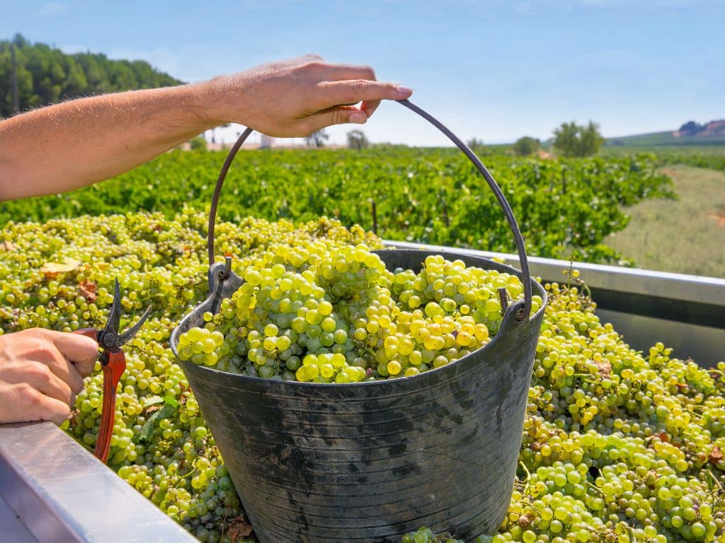 производство на вино от бяло грозде